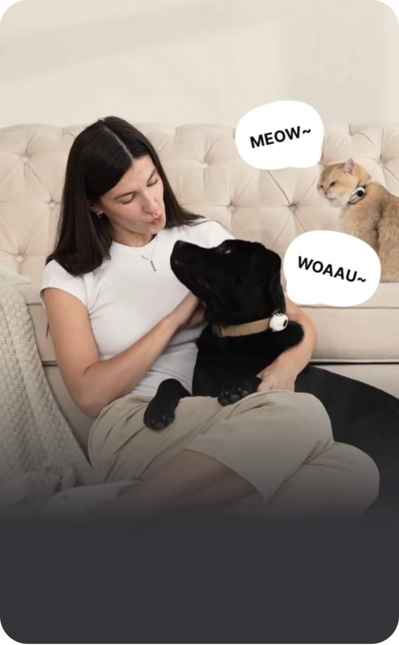 Real-time pet translation