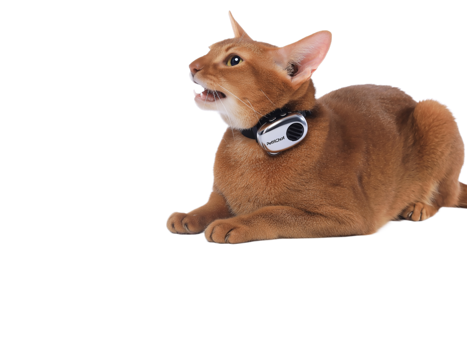 Ginger cat wearing PettiChat collar device