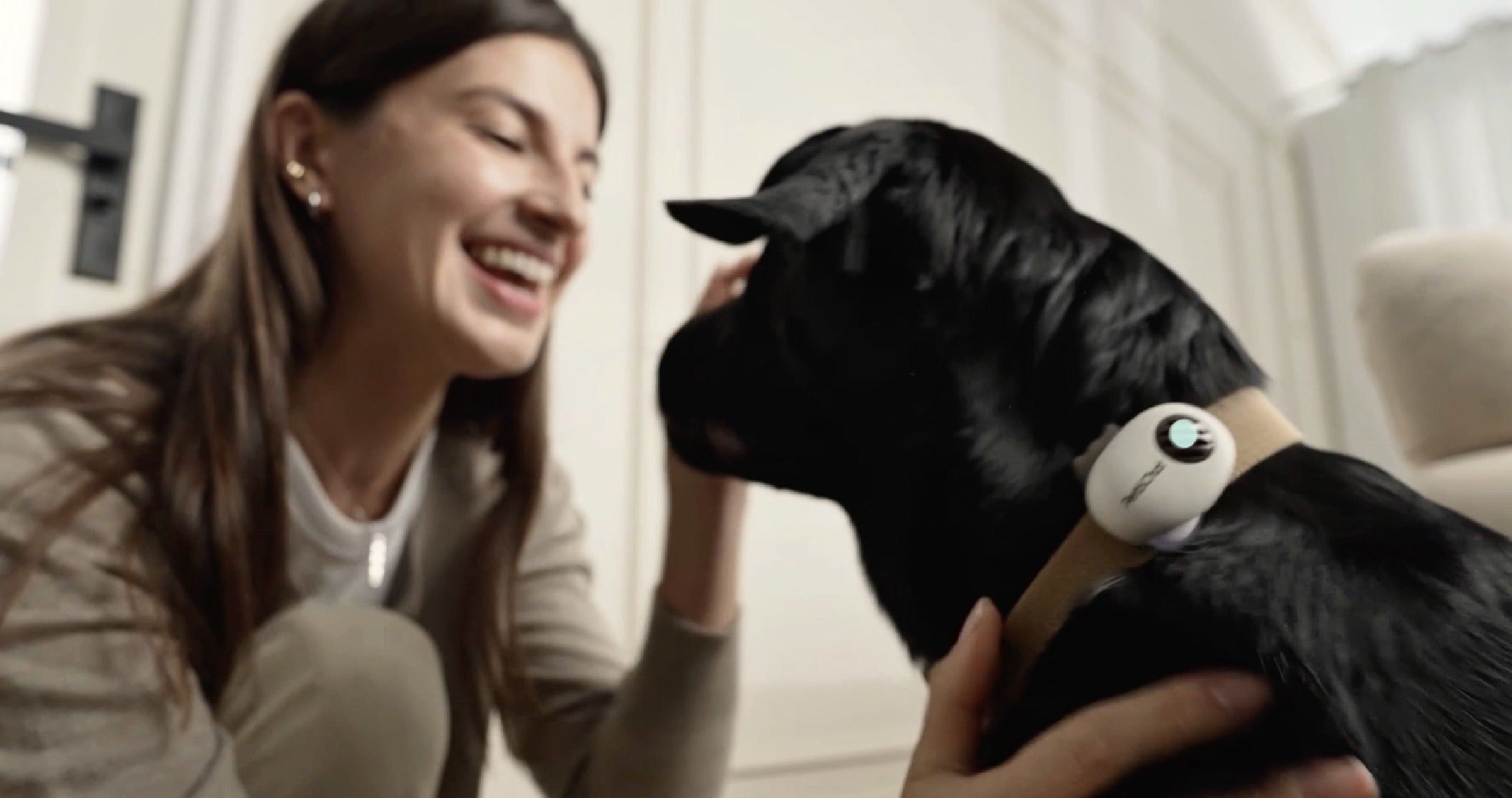 PettiChat connectivity